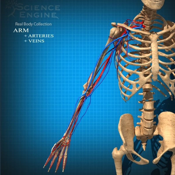 anatomy arteries veins 3d model